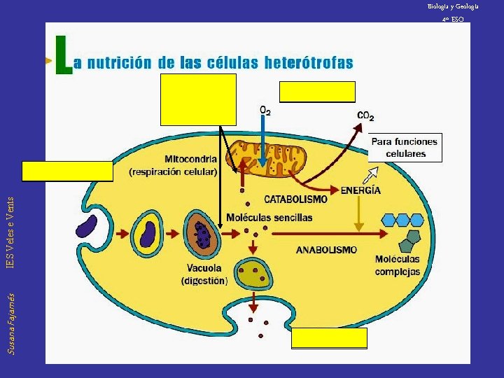 Biología y Geología 4º ESO Proteínas de canal, bombas… Difusión Susana Fajarnés IES Veles