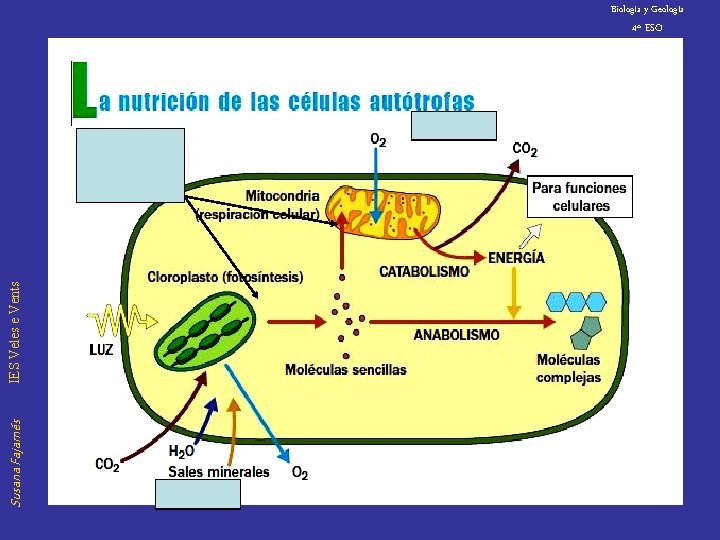 Biología y Geología 4º ESO Susana Fajarnés IES Veles e Vents Proteínas de canal,