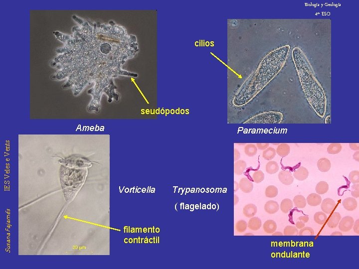 Biología y Geología 4º ESO cilios seudópodos Susana Fajarnés IES Veles e Vents Ameba