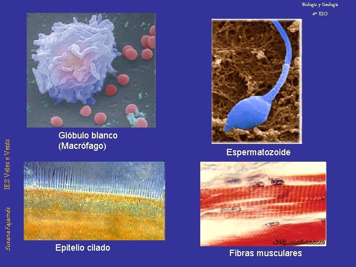 Biología y Geología Susana Fajarnés IES Veles e Vents 4º ESO Glóbulo blanco (Macrófago)