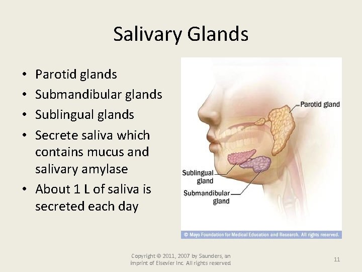 Salivary Glands Parotid glands Submandibular glands Sublingual glands Secrete saliva which contains mucus and
