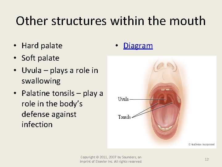 Other structures within the mouth • Hard palate • Soft palate • Uvula –