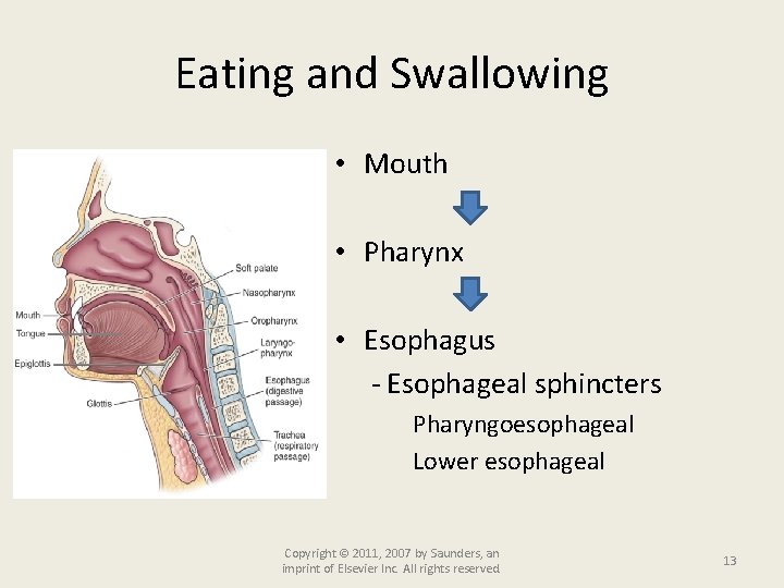 Eating and Swallowing • Mouth • Pharynx • Esophagus - Esophageal sphincters Pharyngoesophageal Lower