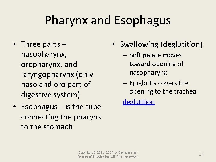 Pharynx and Esophagus • Three parts – nasopharynx, oropharynx, and laryngopharynx (only naso and