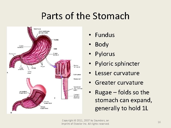 Parts of the Stomach • • Fundus Body Pylorus Pyloric sphincter Lesser curvature Greater