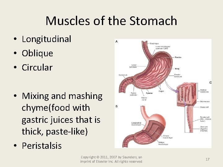 Muscles of the Stomach • Longitudinal • Oblique • Circular • Mixing and mashing