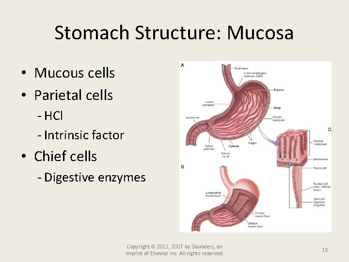 Stomach Structure: Mucosa • Mucous cells • Parietal cells - HCl - Intrinsic factor