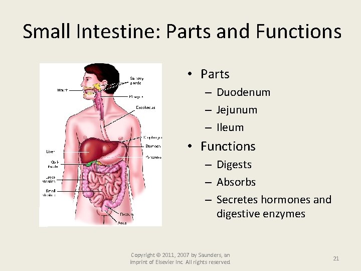 Small Intestine: Parts and Functions • Parts – Duodenum – Jejunum – Ileum •