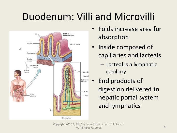 Duodenum: Villi and Microvilli • Folds increase area for absorption • Inside composed of