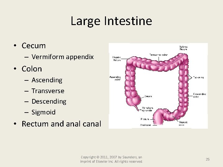 Large Intestine • Cecum – Vermiform appendix • Colon – – Ascending Transverse Descending