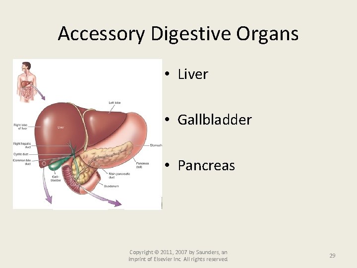 Accessory Digestive Organs • Liver • Gallbladder • Pancreas Copyright © 2011, 2007 by