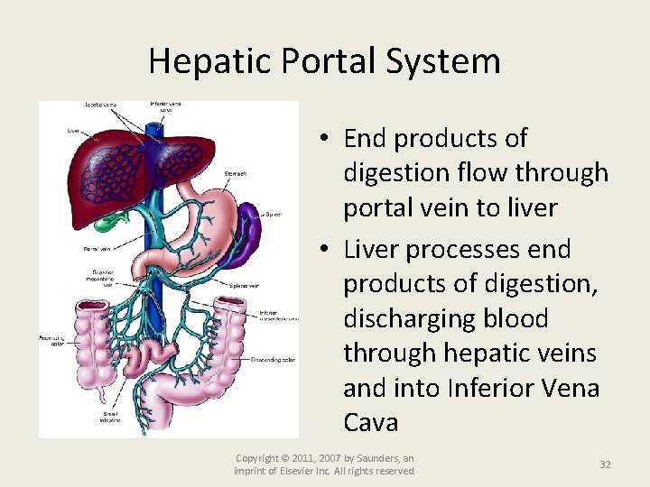 Hepatic Portal System • End products of digestion flow through portal vein to liver