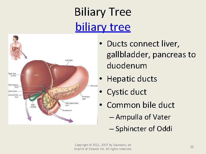 Biliary Tree biliary tree • Ducts connect liver, gallbladder, pancreas to duodenum • Hepatic