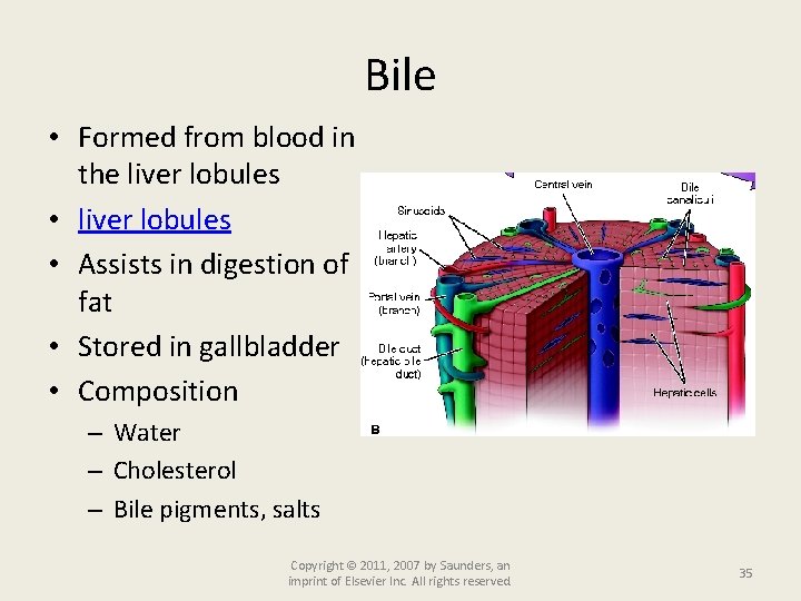 Bile • Formed from blood in the liver lobules • Assists in digestion of