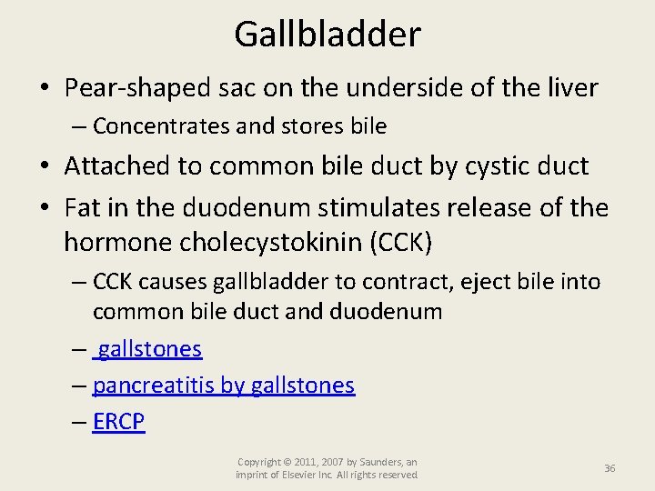 Gallbladder • Pear-shaped sac on the underside of the liver – Concentrates and stores