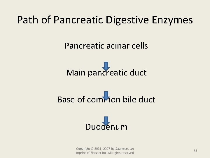 Path of Pancreatic Digestive Enzymes Pancreatic acinar cells Main pancreatic duct Base of common