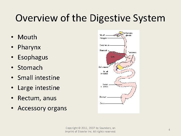 Overview of the Digestive System • • Mouth Pharynx Esophagus Stomach Small intestine Large