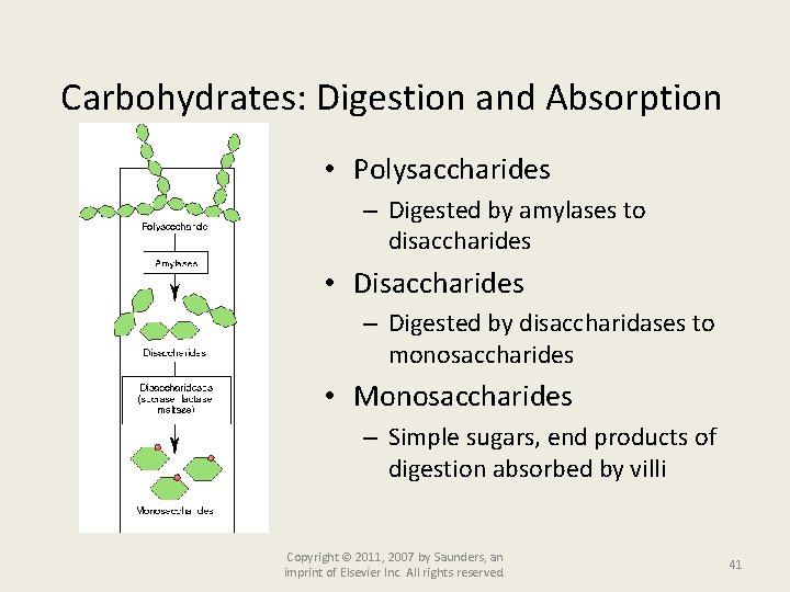 Carbohydrates: Digestion and Absorption • Polysaccharides – Digested by amylases to disaccharides • Disaccharides