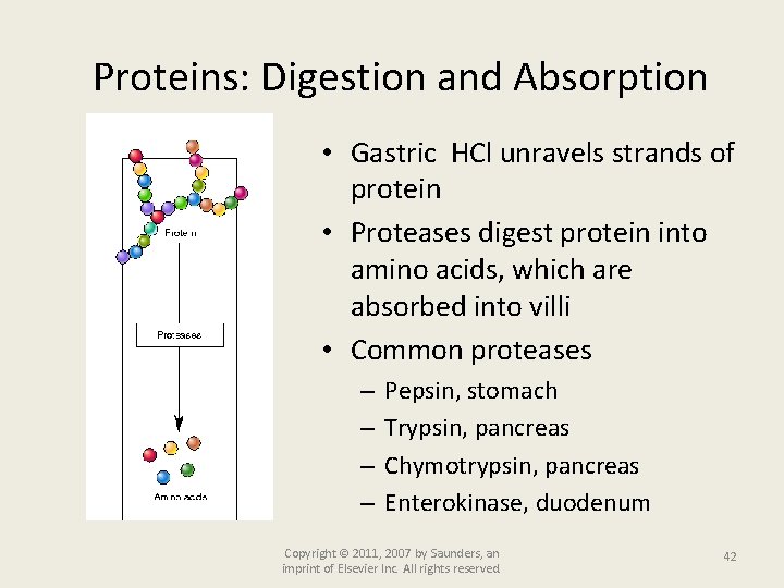Proteins: Digestion and Absorption • Gastric HCl unravels strands of protein • Proteases digest