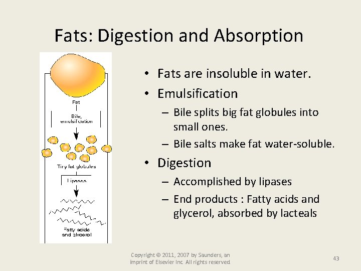 Fats: Digestion and Absorption • Fats are insoluble in water. • Emulsification – Bile