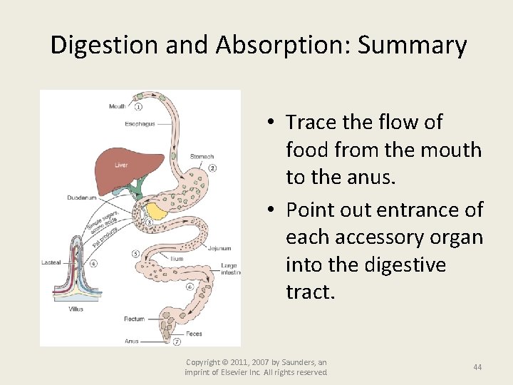 Digestion and Absorption: Summary • Trace the flow of food from the mouth to