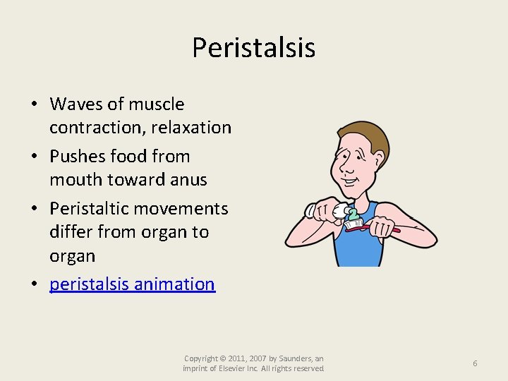 Peristalsis • Waves of muscle contraction, relaxation • Pushes food from mouth toward anus
