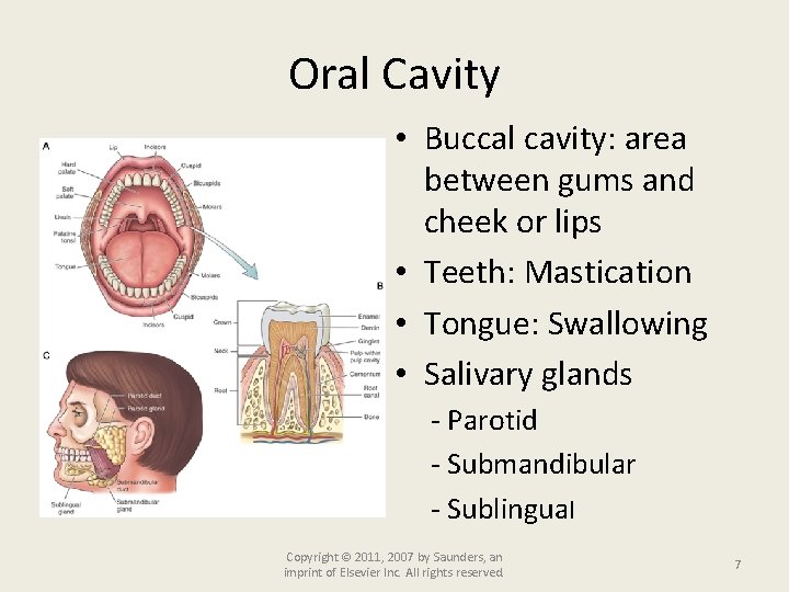 Oral Cavity • Buccal cavity: area between gums and cheek or lips • Teeth: