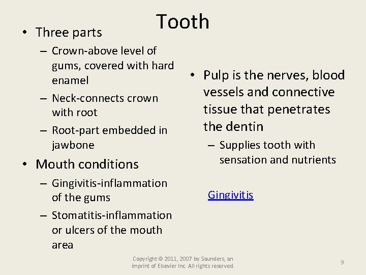 Tooth • Three parts – Crown-above level of gums, covered with hard enamel –