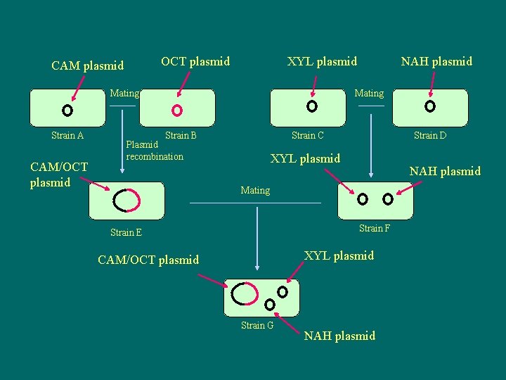 OCT plasmid CAM plasmid XYL plasmid Mating Strain A CAM/OCT plasmid NAH plasmid Mating