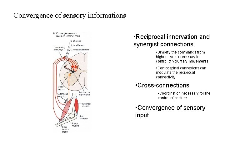 Convergence of sensory informations • Reciprocal innervation and synergist connections • Simplify the commands Convergence of sensory informations • Reciprocal innervation and synergist connections • Simplify the commands