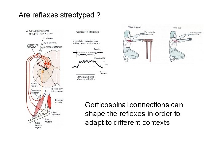 Are reflexes streotyped ? Corticospinal connections can shape the reflexes in order to adapt Are reflexes streotyped ? Corticospinal connections can shape the reflexes in order to adapt