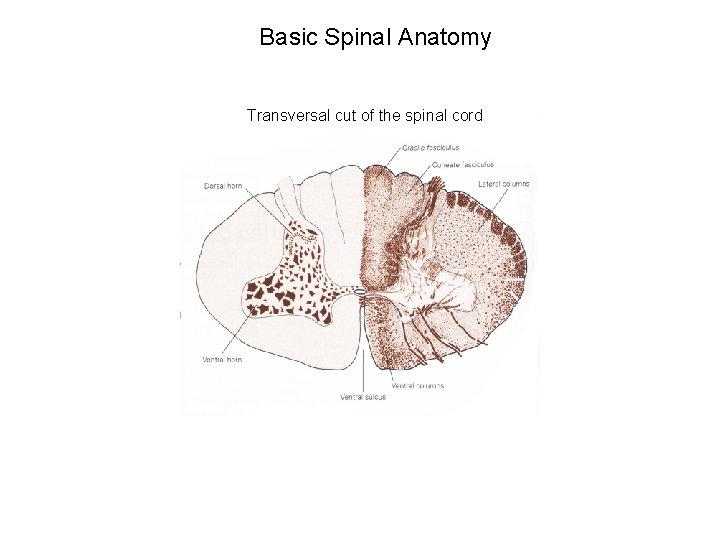 Basic Spinal Anatomy Transversal cut of the spinal cord Basic Spinal Anatomy Transversal cut of the spinal cord