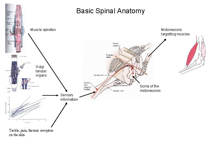 Basic Spinal Anatomy Muscle spindles Motoneurons targetting muscles Golgi tendon organs Soma of the Basic Spinal Anatomy Muscle spindles Motoneurons targetting muscles Golgi tendon organs Soma of the