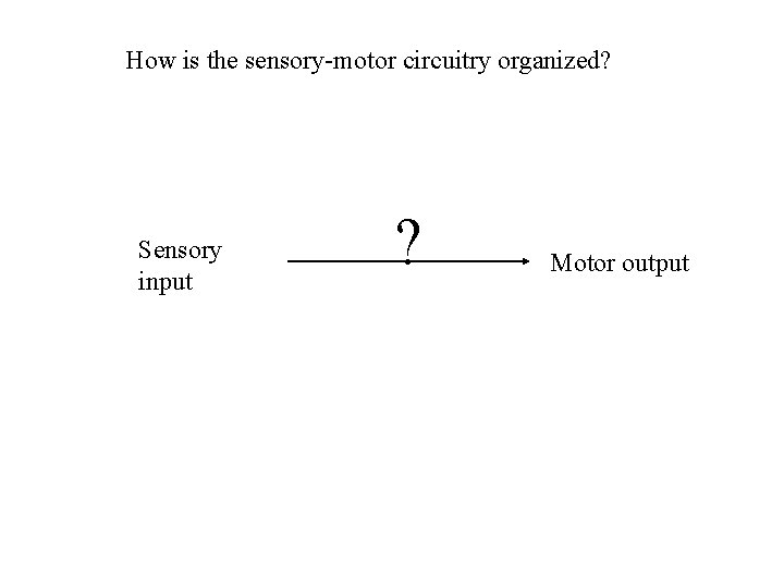 How is the sensory-motor circuitry organized? Sensory input ? Motor output How is the sensory-motor circuitry organized? Sensory input ? Motor output