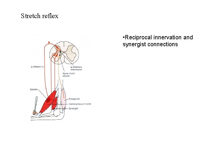Stretch reflex • Reciprocal innervation and synergist connections Stretch reflex • Reciprocal innervation and synergist connections