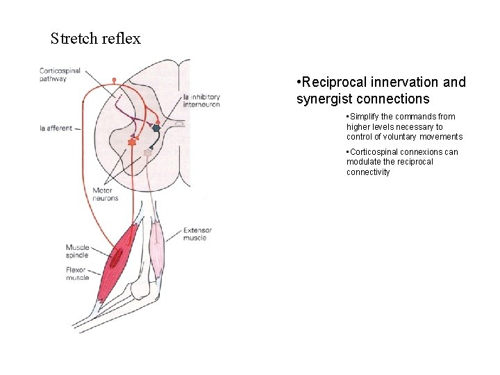 Stretch reflex • Reciprocal innervation and synergist connections • Simplify the commands from higher Stretch reflex • Reciprocal innervation and synergist connections • Simplify the commands from higher