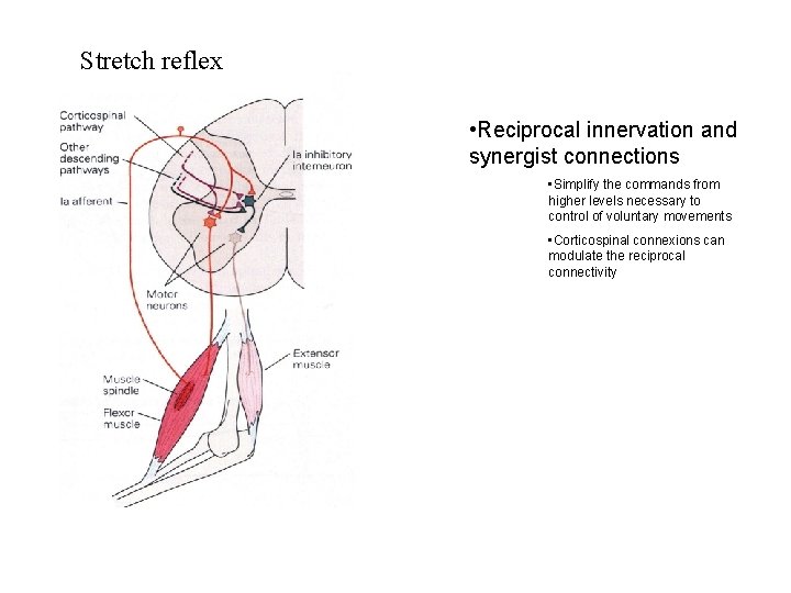 Stretch reflex • Reciprocal innervation and synergist connections • Simplify the commands from higher Stretch reflex • Reciprocal innervation and synergist connections • Simplify the commands from higher