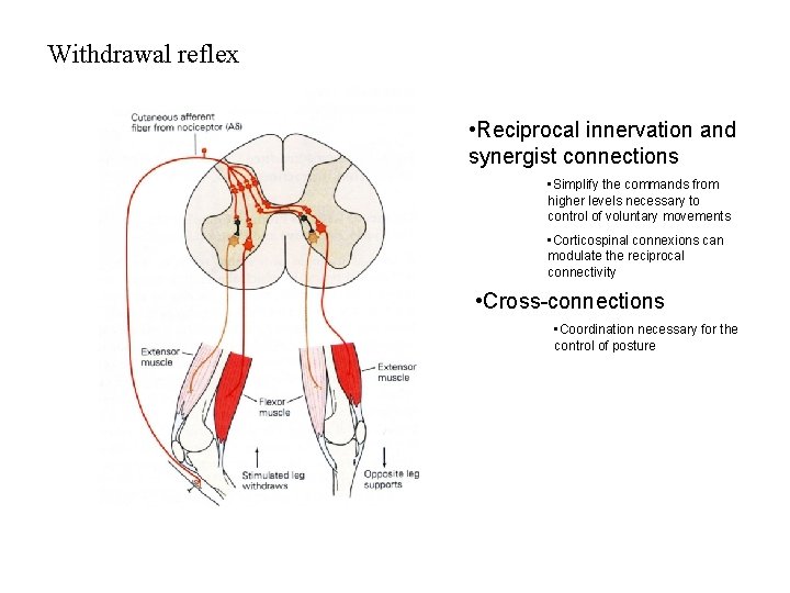 Withdrawal reflex • Reciprocal innervation and synergist connections • Simplify the commands from higher Withdrawal reflex • Reciprocal innervation and synergist connections • Simplify the commands from higher