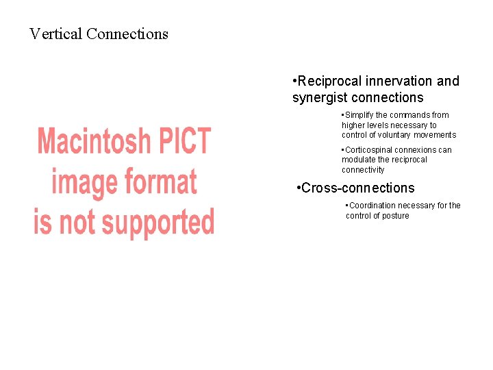 Vertical Connections • Reciprocal innervation and synergist connections • Simplify the commands from higher Vertical Connections • Reciprocal innervation and synergist connections • Simplify the commands from higher