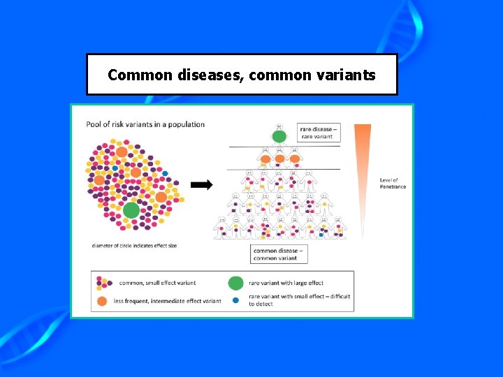 Common diseases, common variants 