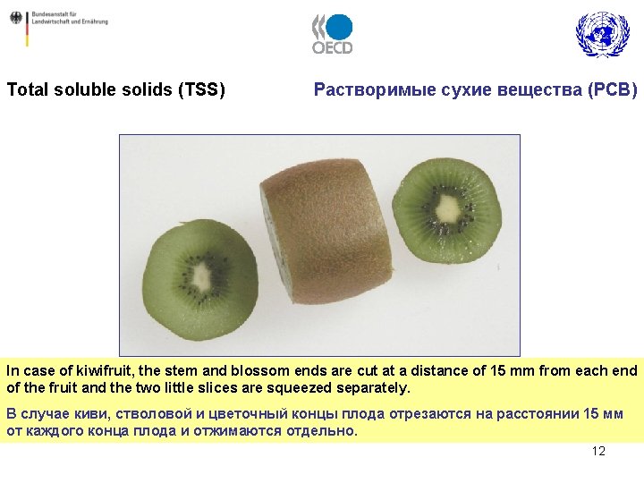 Total soluble solids (TSS) Растворимые сухие вещества (РСВ) In case of kiwifruit, the stem