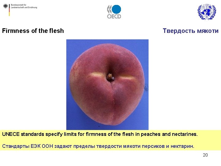 Firmness of the flesh Твердость мякоти UNECE standards specify limits for firmness of the