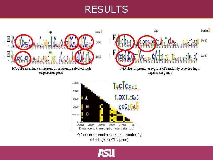 RESULTS MOTIFs in enhancer regions of randomly selected high expression genes MOTIFs in promoter