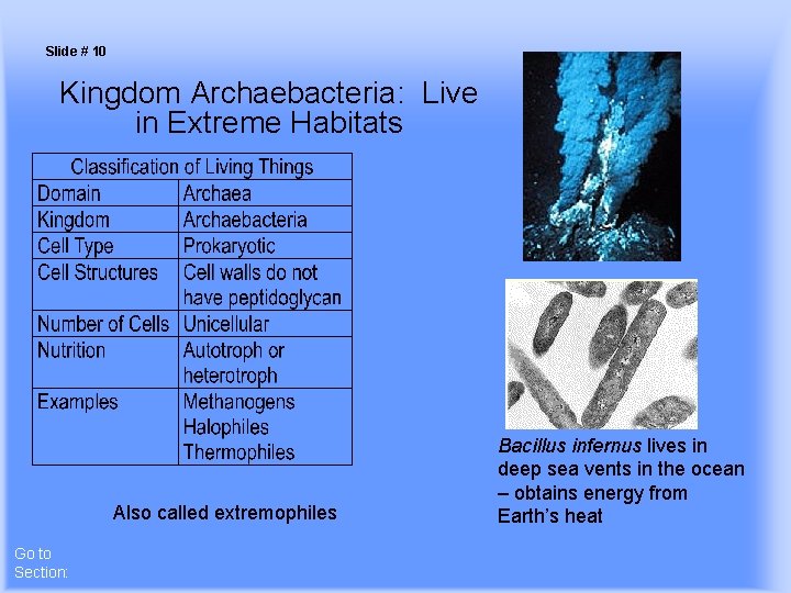 Slide # 10 Kingdom Archaebacteria: Live in Extreme Habitats Also called extremophiles Go to