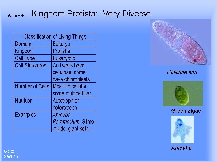 Slide # 11 Kingdom Protista: Very Diverse Paramecium Green algae Go to Section: Amoeba