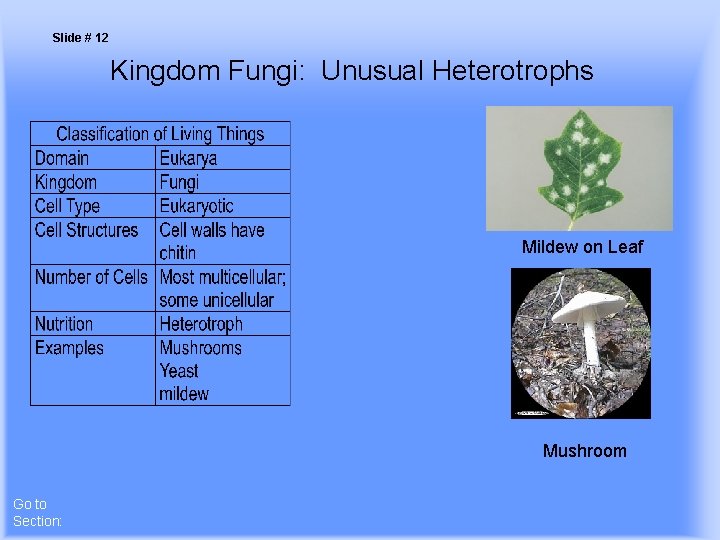 Slide # 12 Kingdom Fungi: Unusual Heterotrophs Mildew on Leaf Mushroom Go to Section: