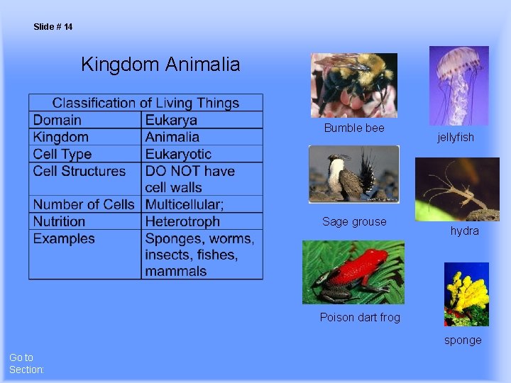 Slide # 14 Kingdom Animalia Bumble bee Sage grouse jellyfish hydra Poison dart frog
