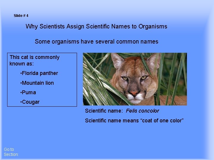 Slide # 4 Why Scientists Assign Scientific Names to Organisms Some organisms have several