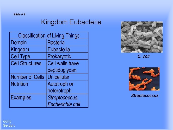 Slide # 9 Kingdom Eubacteria E. coli Streptococcus Go to Section: 
