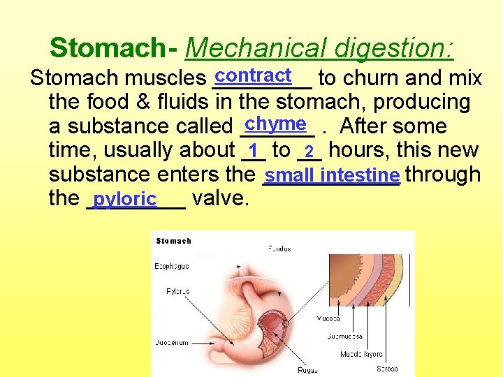 Stomach- Mechanical digestion: contract to churn and mix Stomach muscles ____ the food &